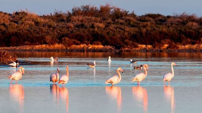 Strandpenthouse 50 Meter vom Strand entfernt mit Flamingos
